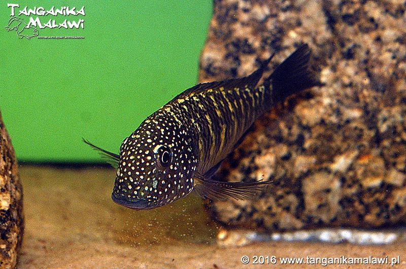 Tropheus sp. 'limespot' Lusingu